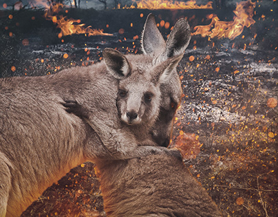 Australia bushfire 2020