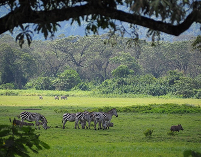 Tanzania Safari Tours by Gorillas and Wildlife Tours