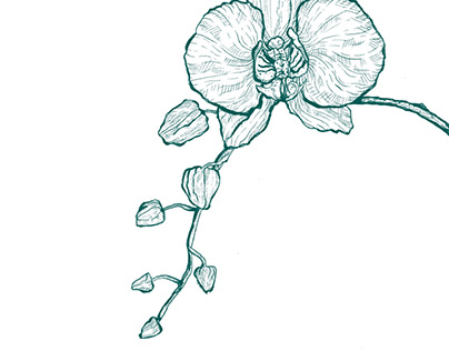 Floral (orchid)