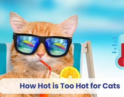 How Hot is Too Hot for Cats?