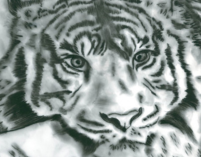 Endangered Bengal Tiger Poster and Brochure