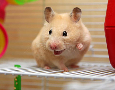 11 Inexpensive Hamster Toys That Your Hammy Will Love