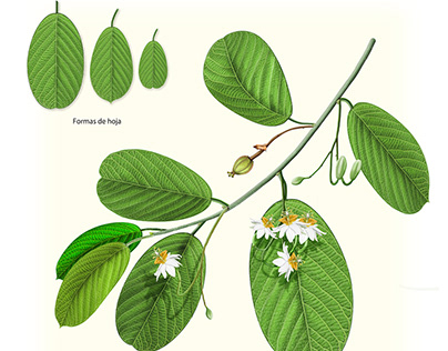 Passiflora engleriana
