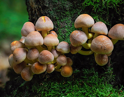 Polish Mushrooms