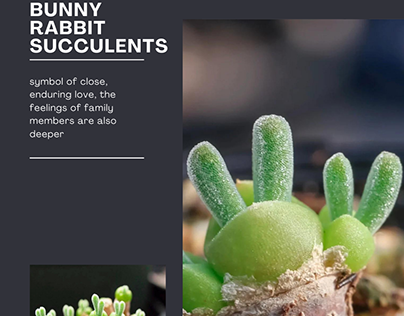 Bunny rabbit Succulents - close, enduring love, family