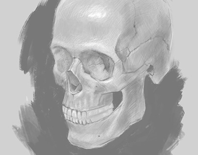 Skull Sketch Study