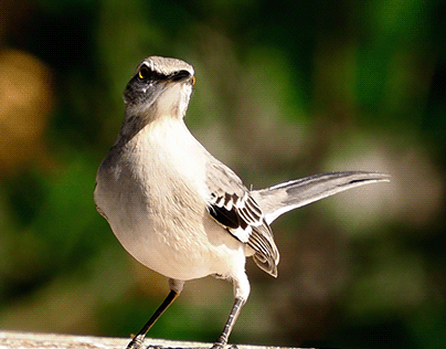 North American Mockingbird
