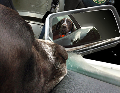 Bird Dogs in Outer Space: Rearview Mirror