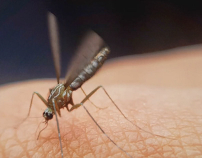 mosquito Animation