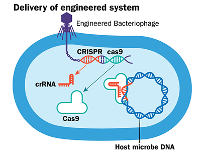 Berkeley Lab CRISPR figure Illustration