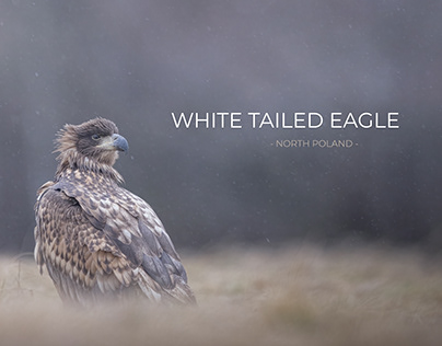 WHITE TAILED EAGLE - POLAND