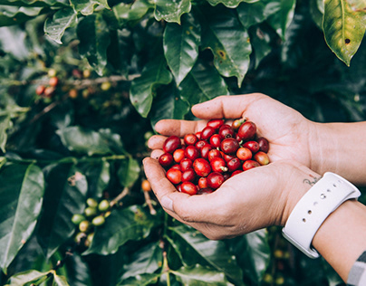 The Picking and Roasting of Coffee Beans