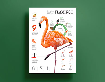 Infographic | Flamingo