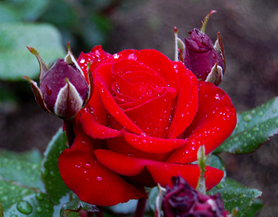 Red Rose After a Rain