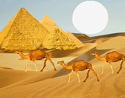 Desert Pyramids with Camels