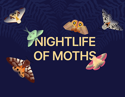 Longread nightlife of moths
