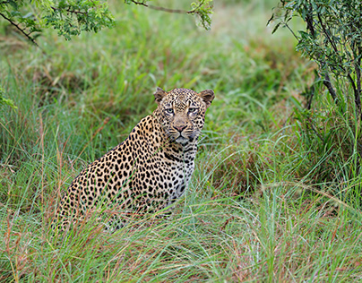 Leopard in the grass.