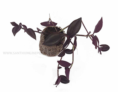 Inch-plant-deep-purple