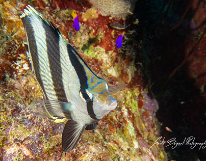 Project thumbnail - Beautiful Underwater Bonaire 2020