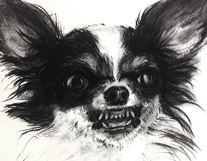 Chihuahua Drawing - for 'Louis Vuitton Dog' print