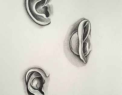 Human Ears Sketch