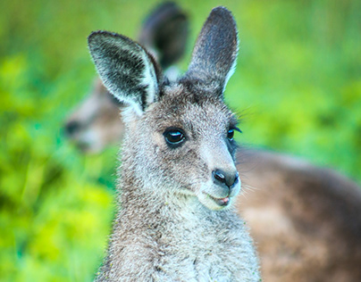 Australia NSW Diaries - a day trip to see wildlife