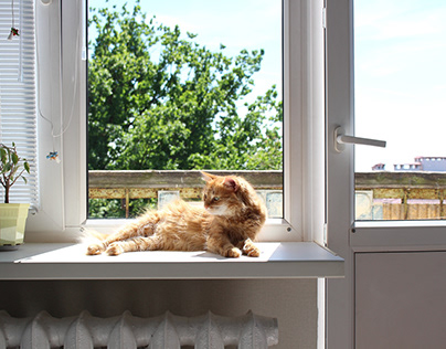 Preventing Heatstroke in Cats