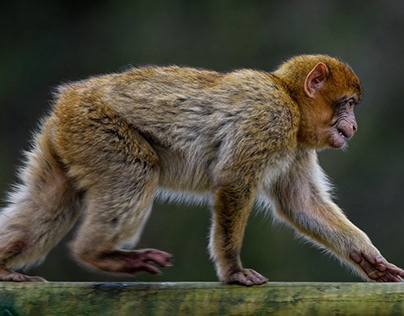 Barbary macaque, Monkey, Animal image