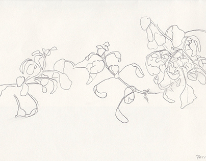 Botanical Drawings