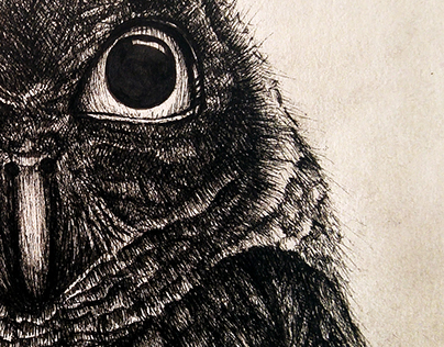 Owl in pen