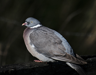 Wood Pigeon: because pigeons are birds too