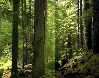 Bosque Encantado