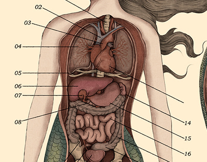 The Anatomy of a Mermaid