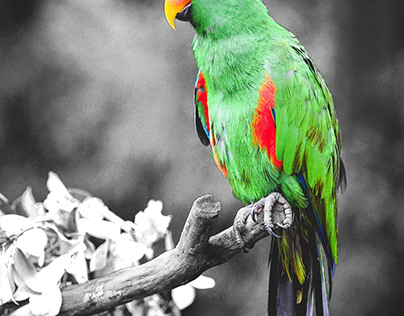 Selective Color Bird