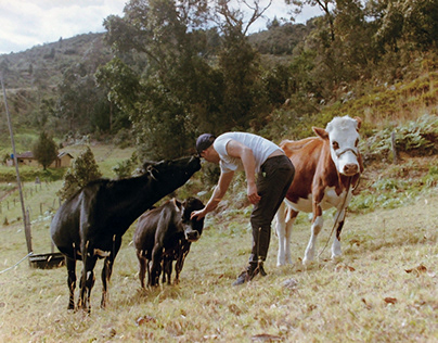 Análogo - Jazz for the cows.