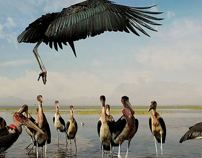 Ethiopian Flying birds