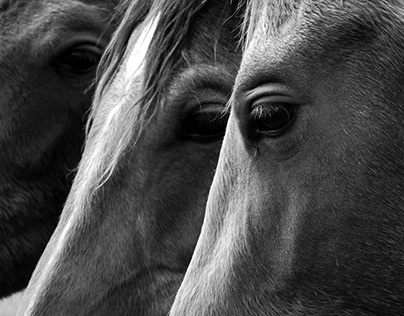 Horses - 2018