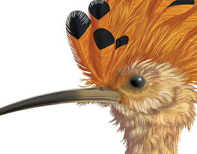 The Hoopoe