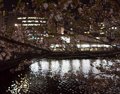 Cherry Blossoms by Night in Yotsuya Tokyo, April 2017