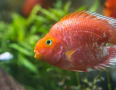 The Best Foods for Parrot Fish for 2020