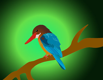 Kingfisher Slowmo Videography