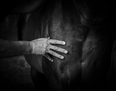THE HORSE TOUCH - LA CURA