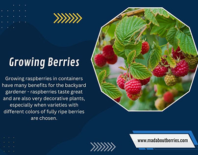 Growing Berries