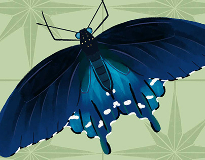 Pipevine Swallowtail Butterfly Illustration