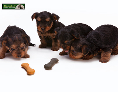 Adorable Puppies for Sale in Oregon