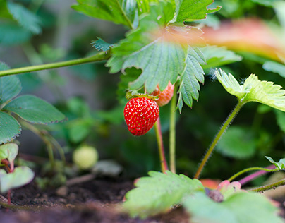 Beeflow to Conduct a Strawberry Pollination Study
