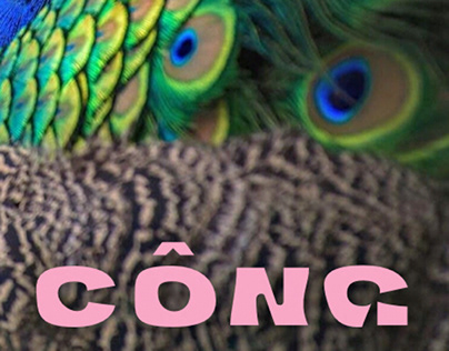 Công- Peacock_ Mini Spring Collection 2022