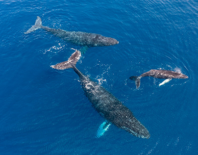 Family of Humpback Whales