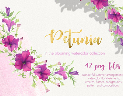 Petunia. Watercolor blooming collection