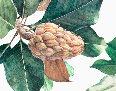 Magnolia Grandiflora Fruit